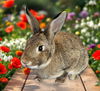 adoptable Rabbit in  named Amber