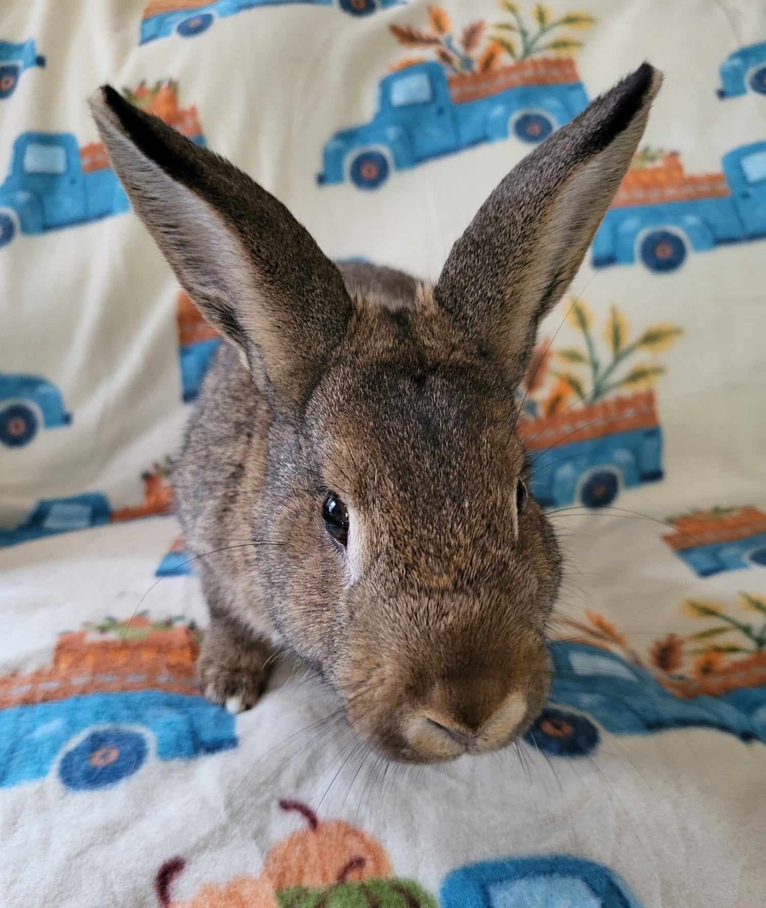 adoptable Rabbit in Fairfield, PA named Amber