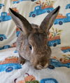 adoptable Rabbit in  named Amber