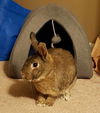 adoptable Rabbit in  named Annie