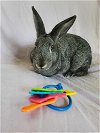 adoptable Rabbit in fairfield, PA named Penny