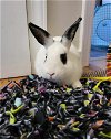 adoptable Rabbit in  named Ringo