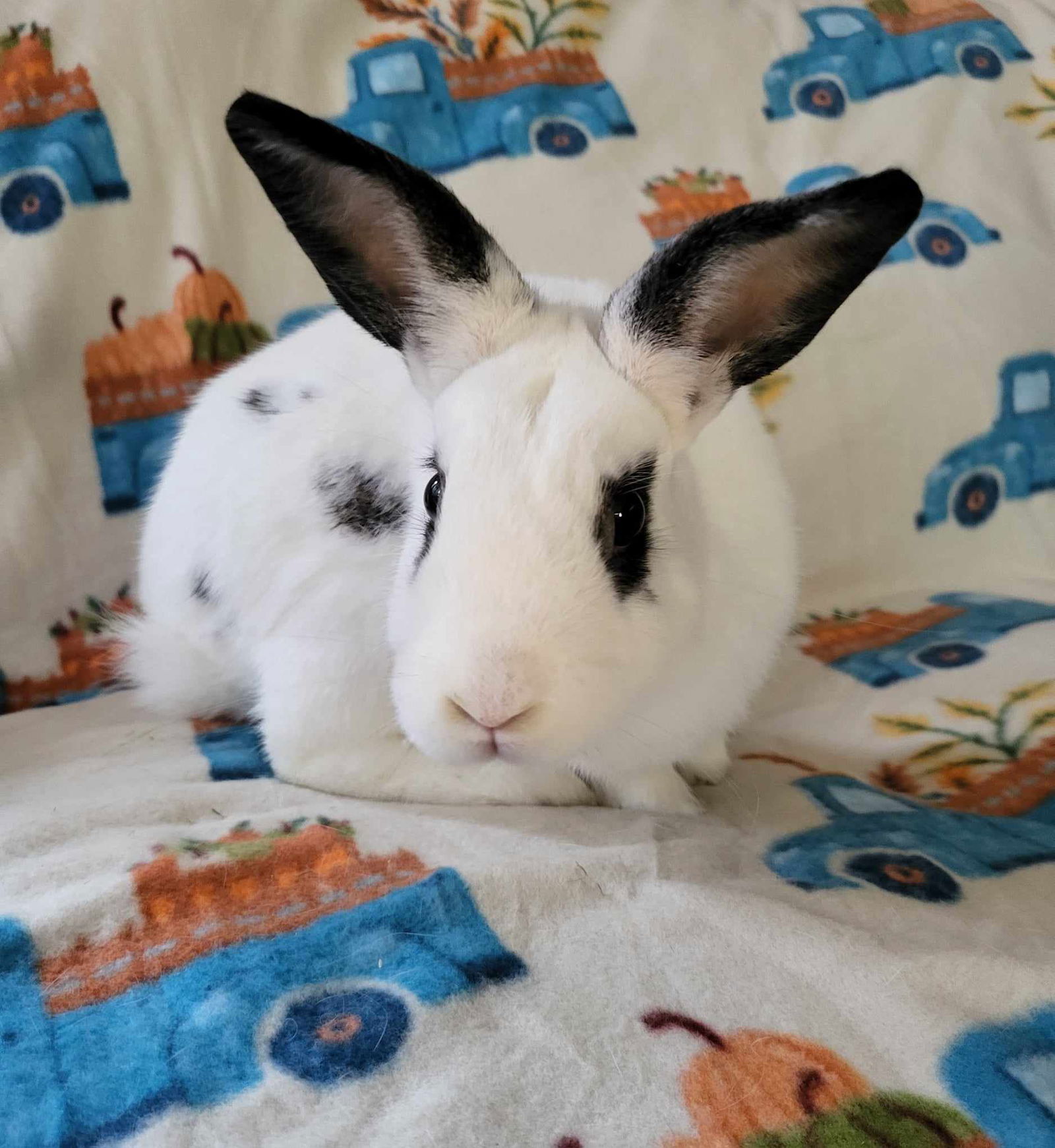 adoptable Rabbit in Fairfield, PA named Ringo