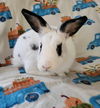 adoptable Rabbit in  named Ringo