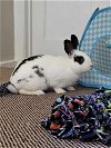 adoptable Rabbit in  named Bandit