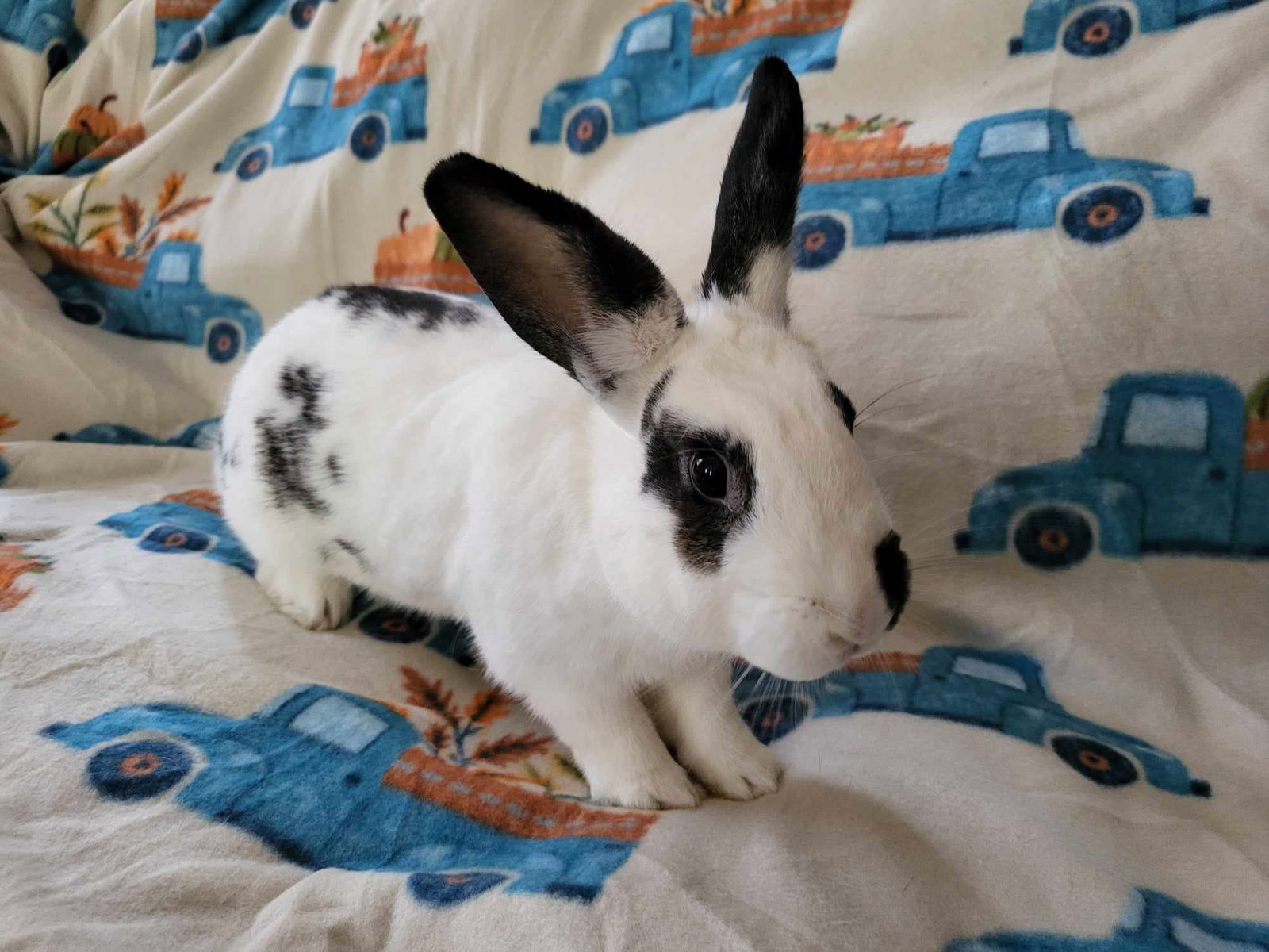 adoptable Rabbit in Fairfield, PA named Bandit