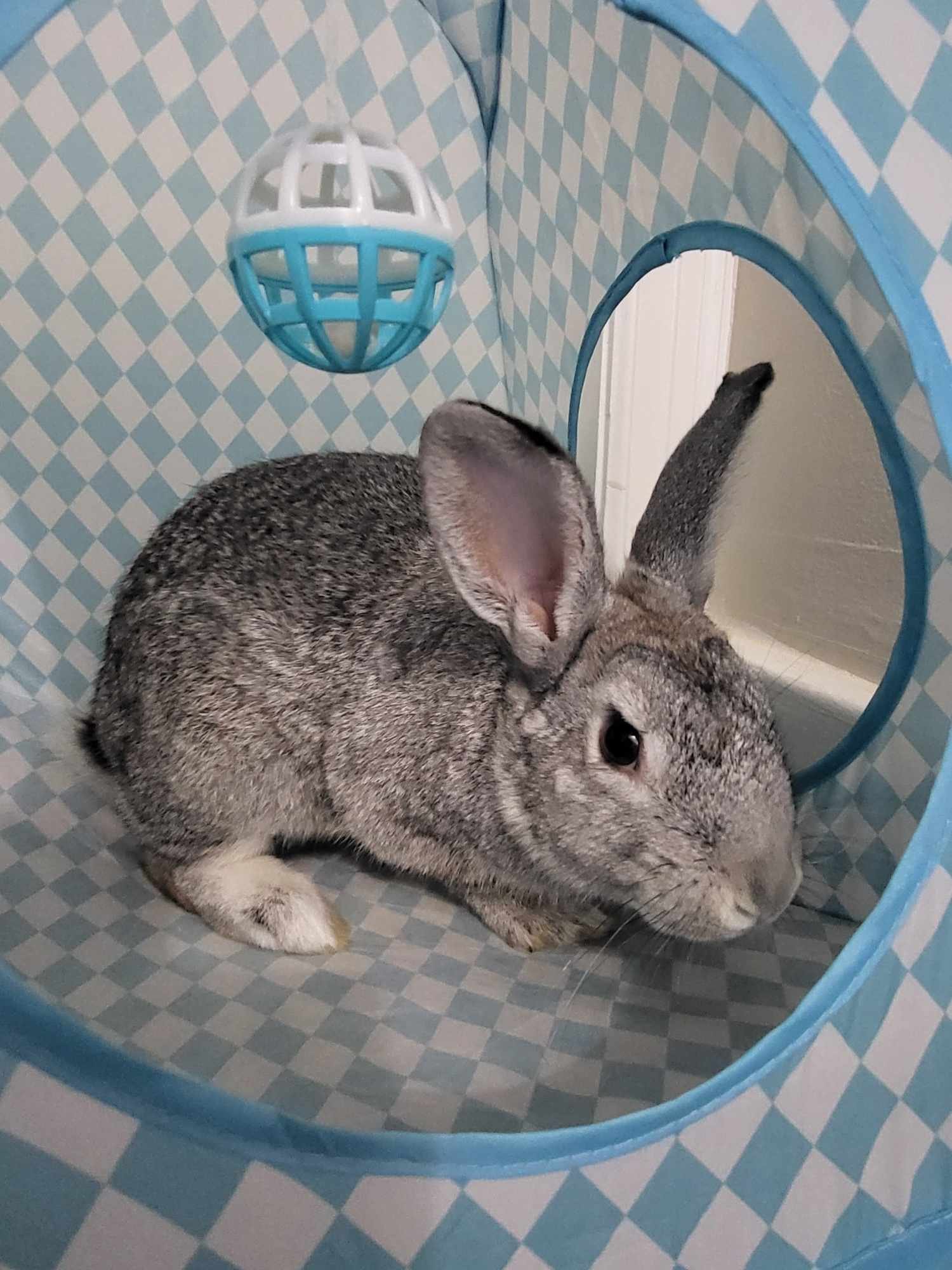 adoptable Rabbit in Fairfield, PA named Gino