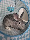 adoptable Rabbit in  named Gino