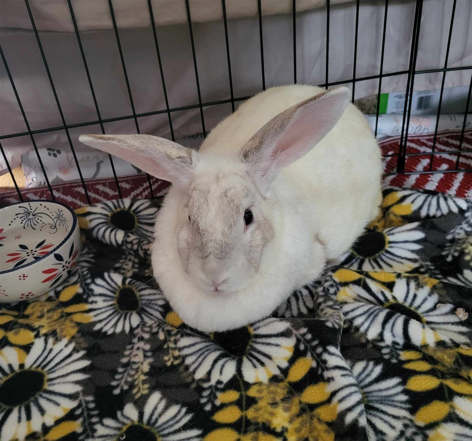 adoptable Rabbit in Fairfield, PA named Genie