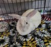 adoptable Rabbit in  named Genie