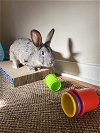 adoptable Rabbit in fairfield, PA named Lady Jane