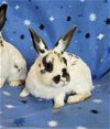 adoptable Rabbit in  named Isabella