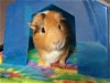 adoptable Guinea Pig in fairfield, PA named Prince