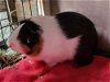 adoptable Guinea Pig in fairfield, PA named Rocket Pocket
