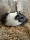 adoptable Guinea Pig in fairfield, PA named Pistachio