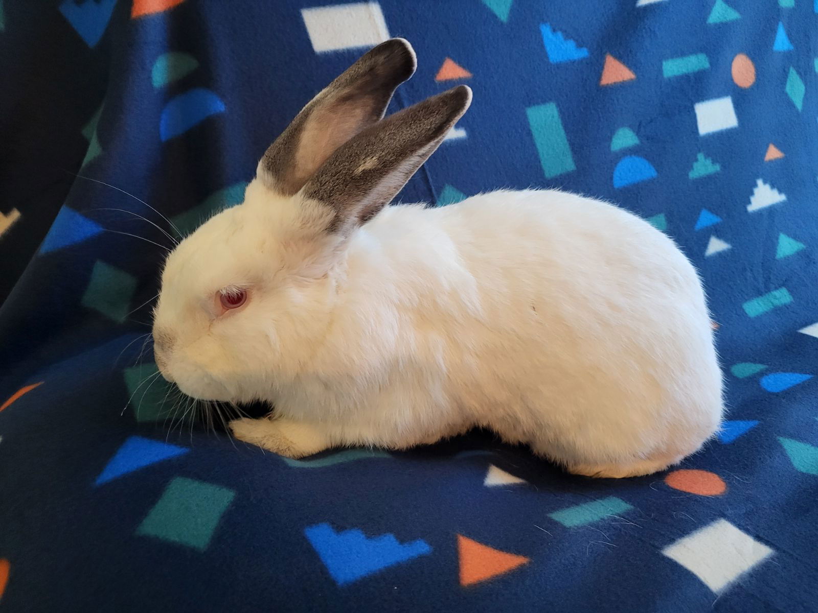 adoptable Rabbit in Fairfield, PA named Frosty