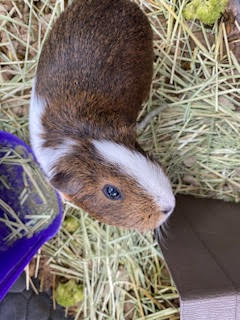 adoptable Guinea Pig in Fairfield, PA named Courtesy Post - Pumpkin