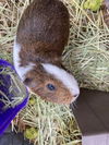 adoptable Guinea Pig in  named Courtesy Post - Pumpkin