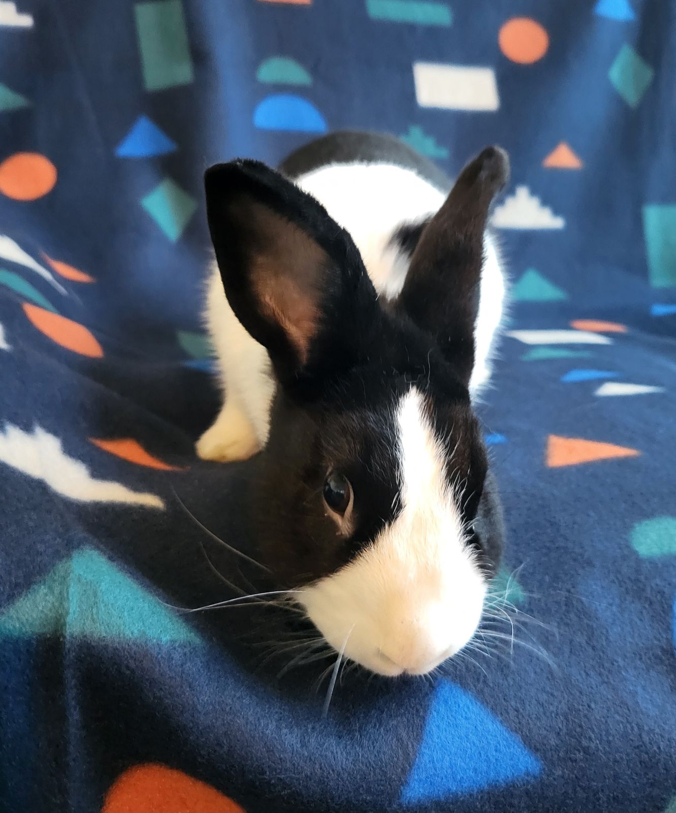 adoptable Rabbit in Fairfield, PA named Fred