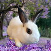 adoptable Rabbit in  named Daphne
