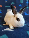 adoptable Rabbit in  named Daphne