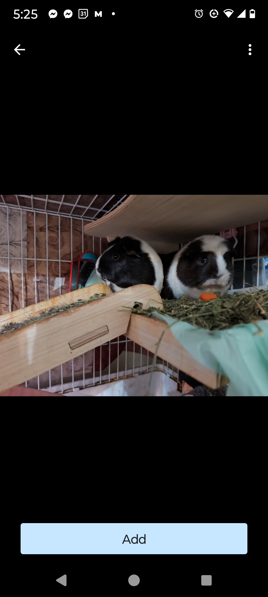 adoptable Guinea Pig in Fairfield, PA named Courtesy Post - Mona and Lisa