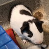 adoptable Guinea Pig in  named Donatello