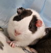 adoptable Guinea Pig in  named Michael Angelo