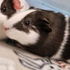 adoptable Guinea Pig in  named Raphael