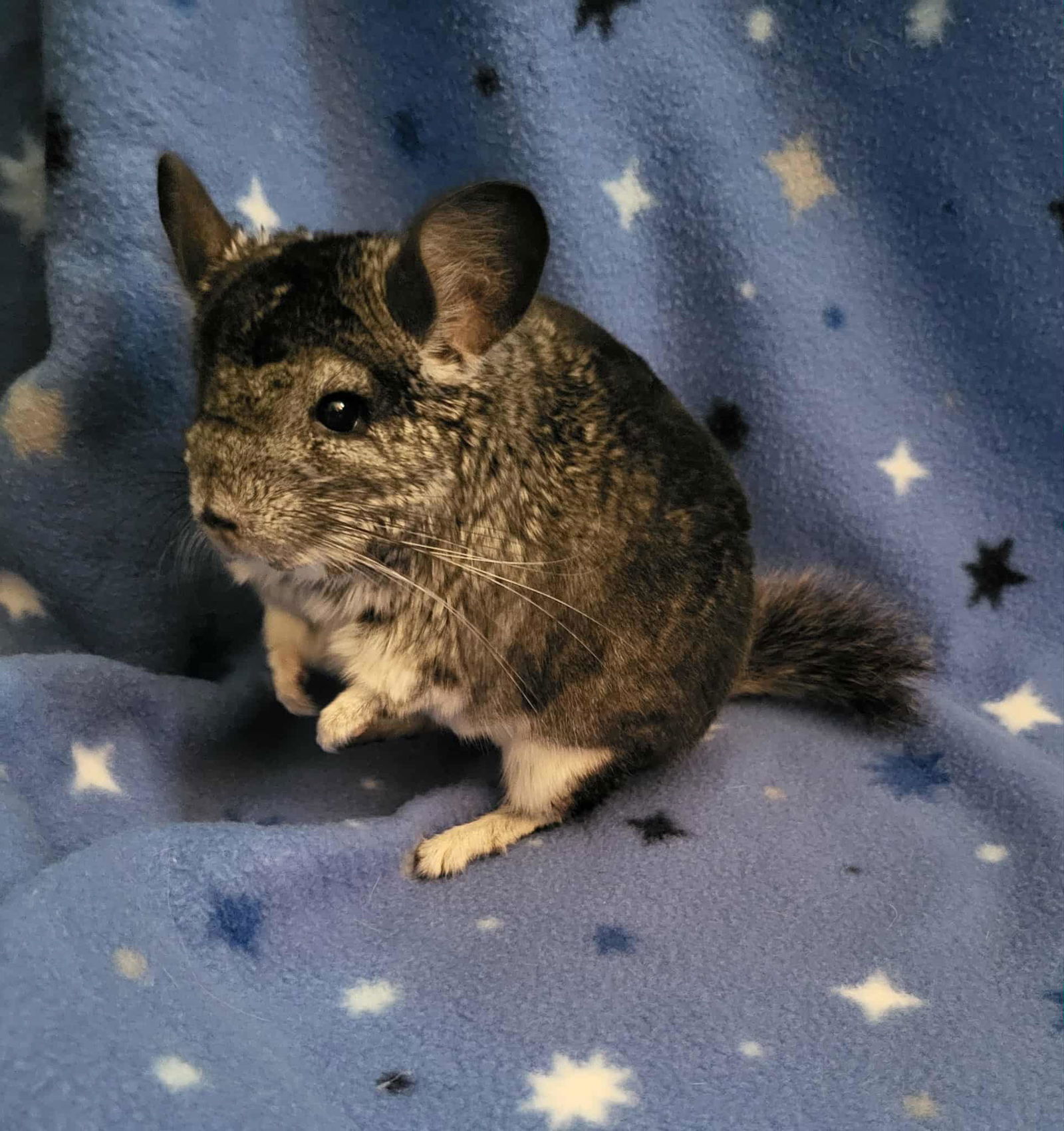 adoptable Chinchilla in Fairfield, PA named Zak