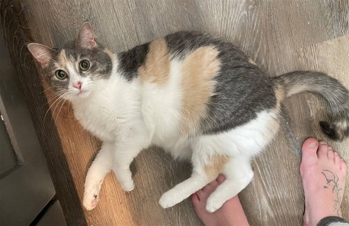 LEXI - Domestic Short Hair / Dilute Calico available for adoption