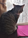 adoptable Cat in  named MeiMei