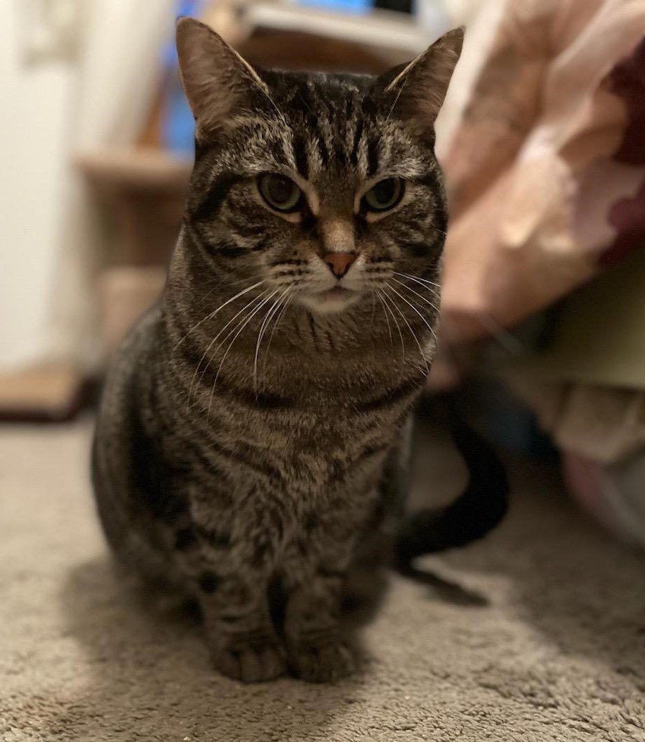 adoptable Cat in Traverse City, MI named MeiMei