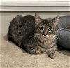 adoptable Cat in  named Mugsy