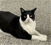 adoptable Cat in traverse city, MI named Alfie (Alfalfa)