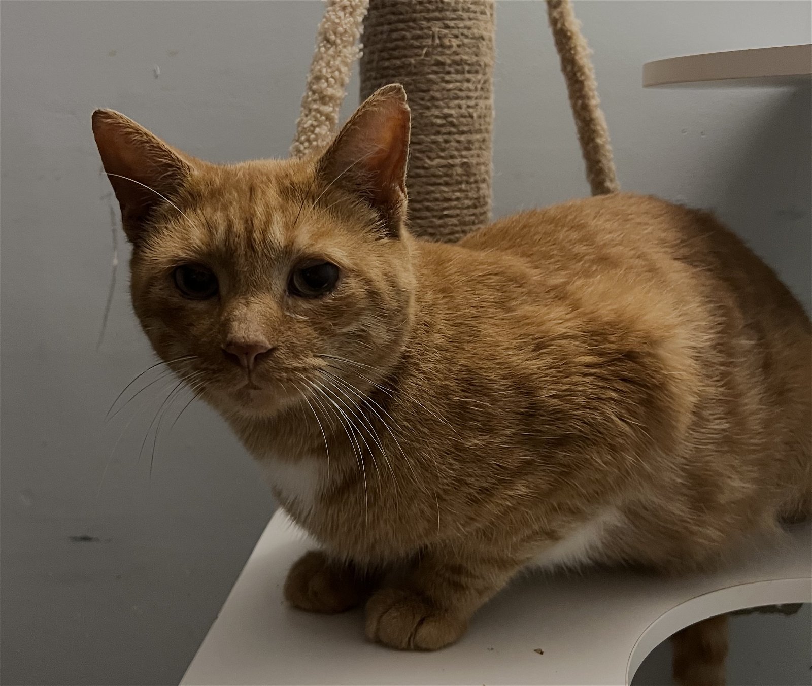adoptable Cat in Traverse City, MI named Lucky Charm