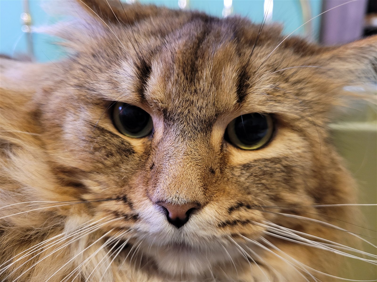 adoptable Cat in Traverse City, MI named Henry