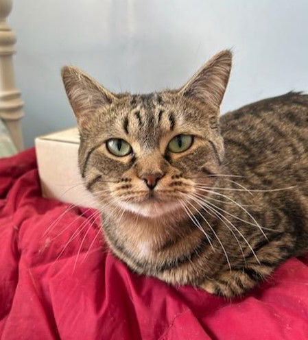 adoptable Cat in Traverse City, MI named Isla