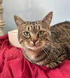 adoptable Cat in Traverse City, MI named Isla