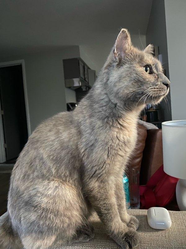 adoptable Cat in Traverse City, MI named Opal