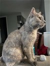 adoptable Cat in traverse city, mi, MI named Opal