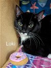 adoptable Cat in traverse city, mi, MI named Loki