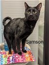adoptable Cat in , MI named Samson