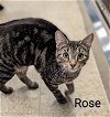 adoptable Cat in r, MI named Rose