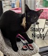 adoptable Cat in r, MI named Starry Night
