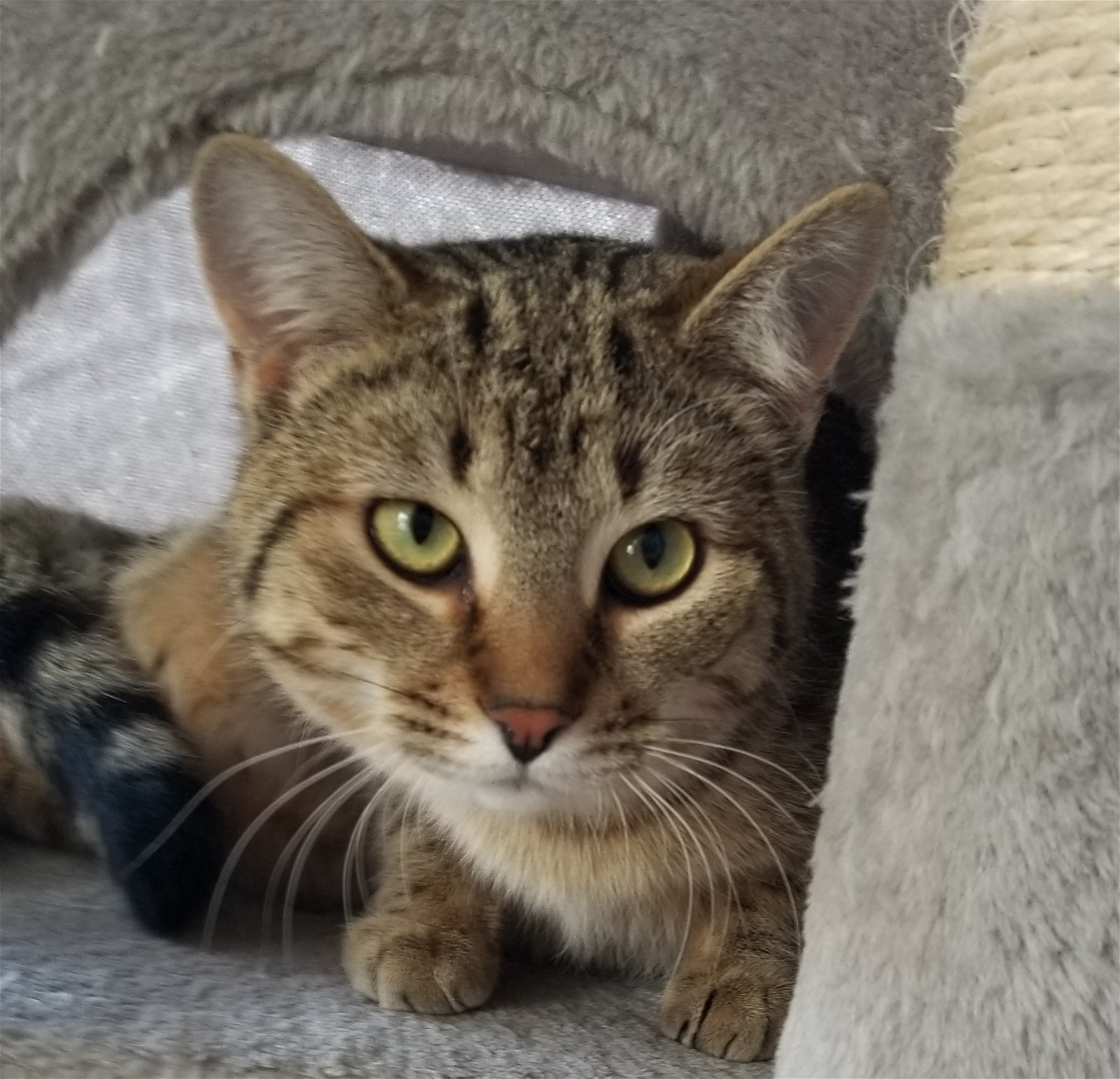 adoptable Cat in Traverse City, MI named Gecko