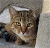 adoptable Cat in traverse city, MI named Gecko