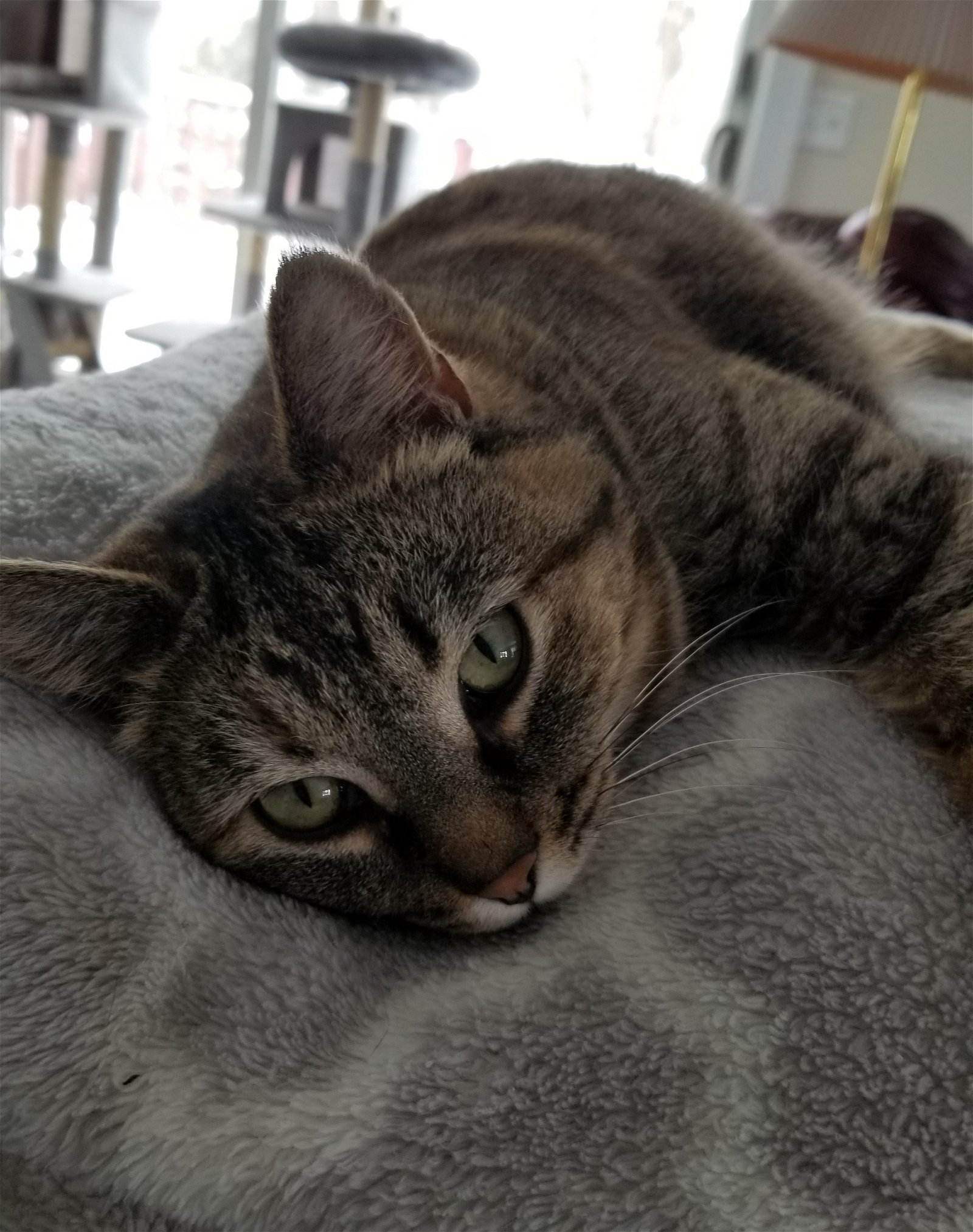 adoptable Cat in Traverse City, MI named Lizzie
