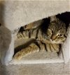 adoptable Cat in  named Komodo
