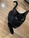 adoptable Cat in traverse city, MI named Boo